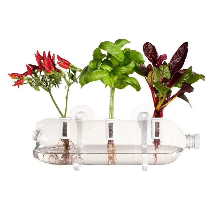 Shroot Thai Chef's Grow Pack - Refill Kit – Shroot