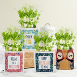 Greens & Greetings: Small Selection Pack (Any 4 and save 15%)