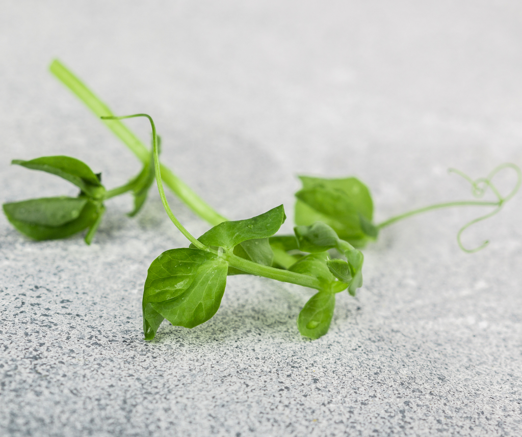 Shroot Greens & Greetings: Mum in a Million – Shroot